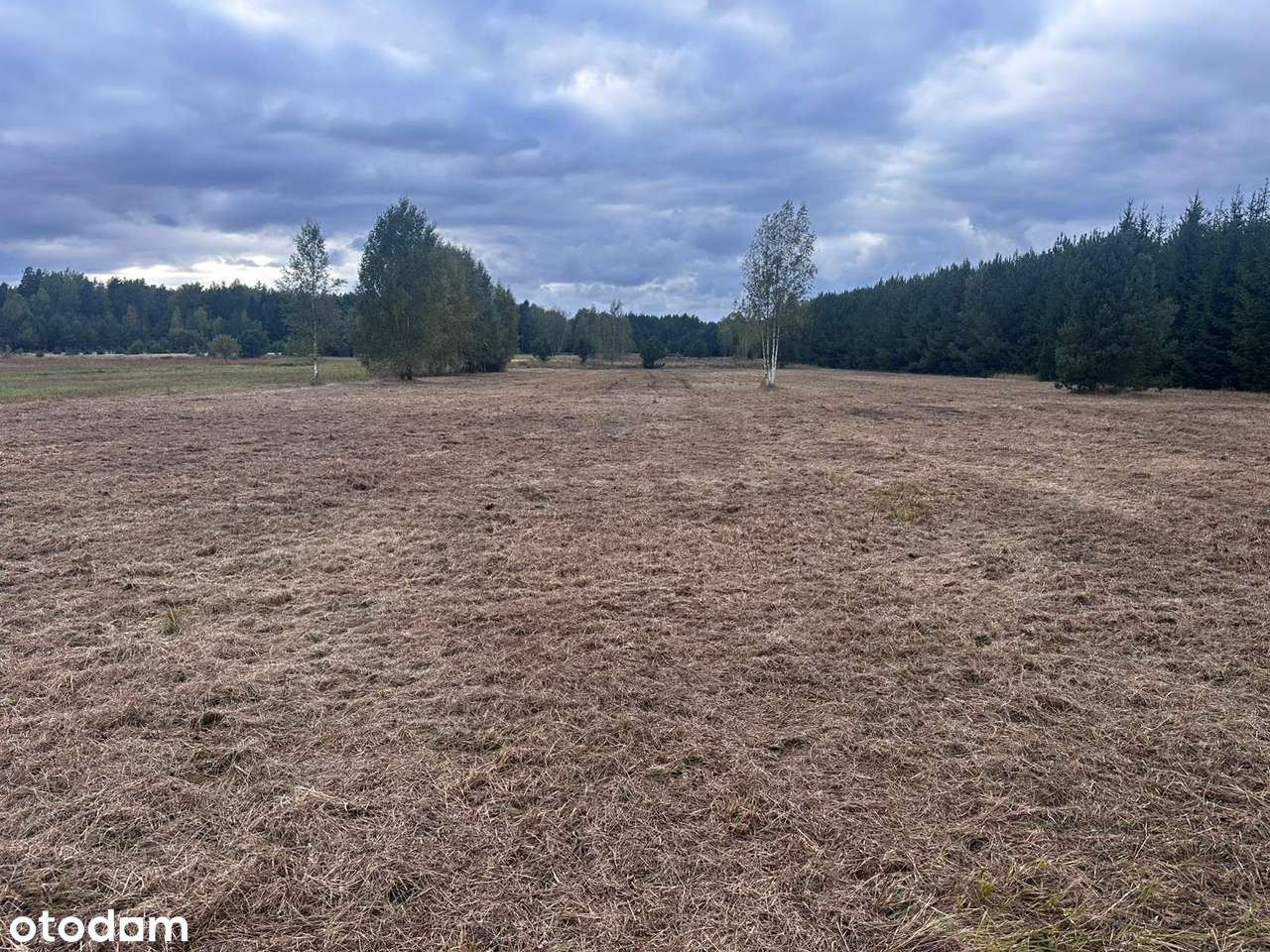 ELIASZUKI Dz o pow 4,4310 ha z własnym Puszczańskim Lasem BEZ SASIADÓW-7