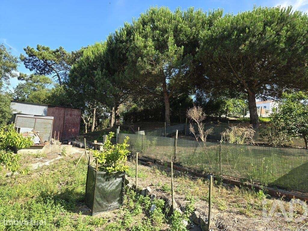 Terreno em Ericeira de 3036,00 m2 - Grande imagem: 5/19