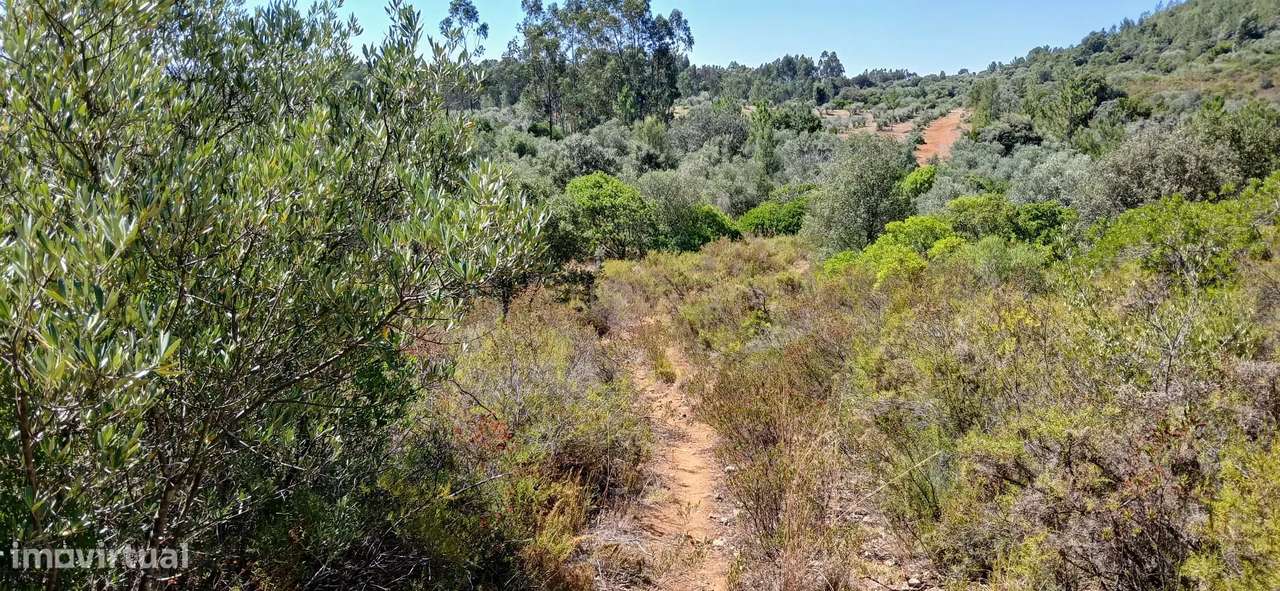 Terreno rústico ideal para olival - Fátima - Grande imagem: 5/13