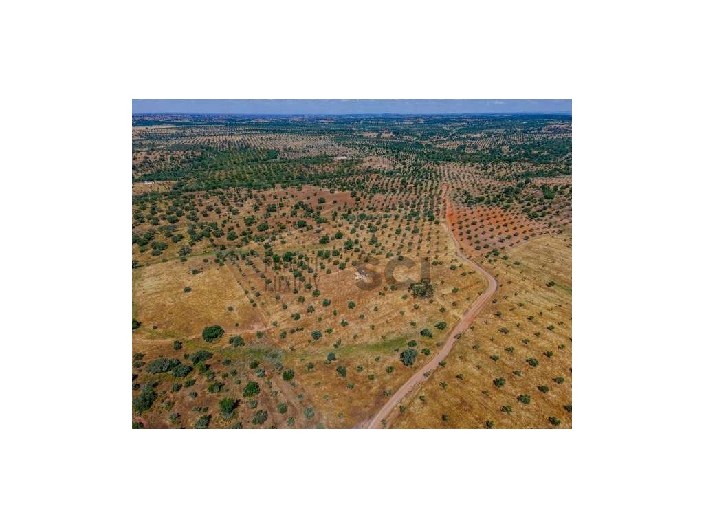 Pequena Quinta com Ruína para Recuperar em Vila Nova de São Bento-16