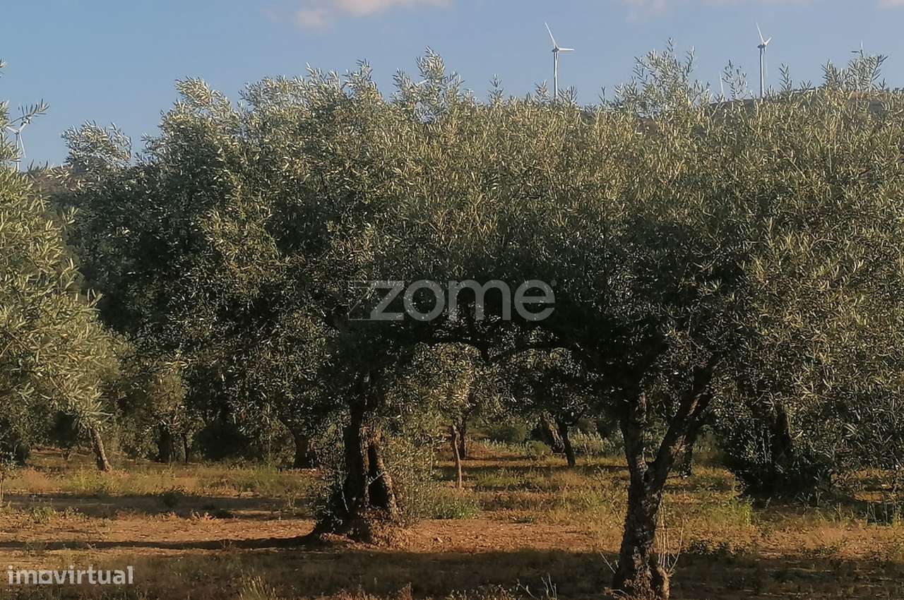 Terreno Agrícola com Rentabilidade (Olival, Amendoeiras) em Trevões - Grande imagem: 5/15