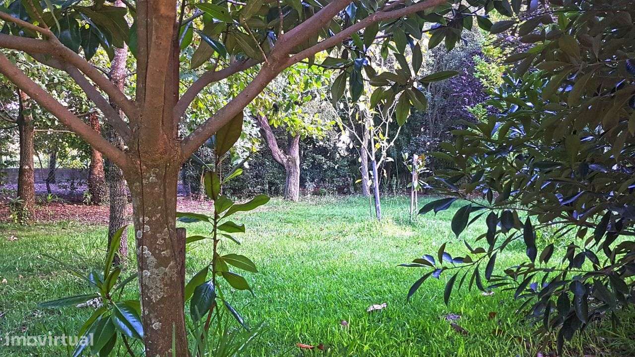 Quintinha com Mata secular-5