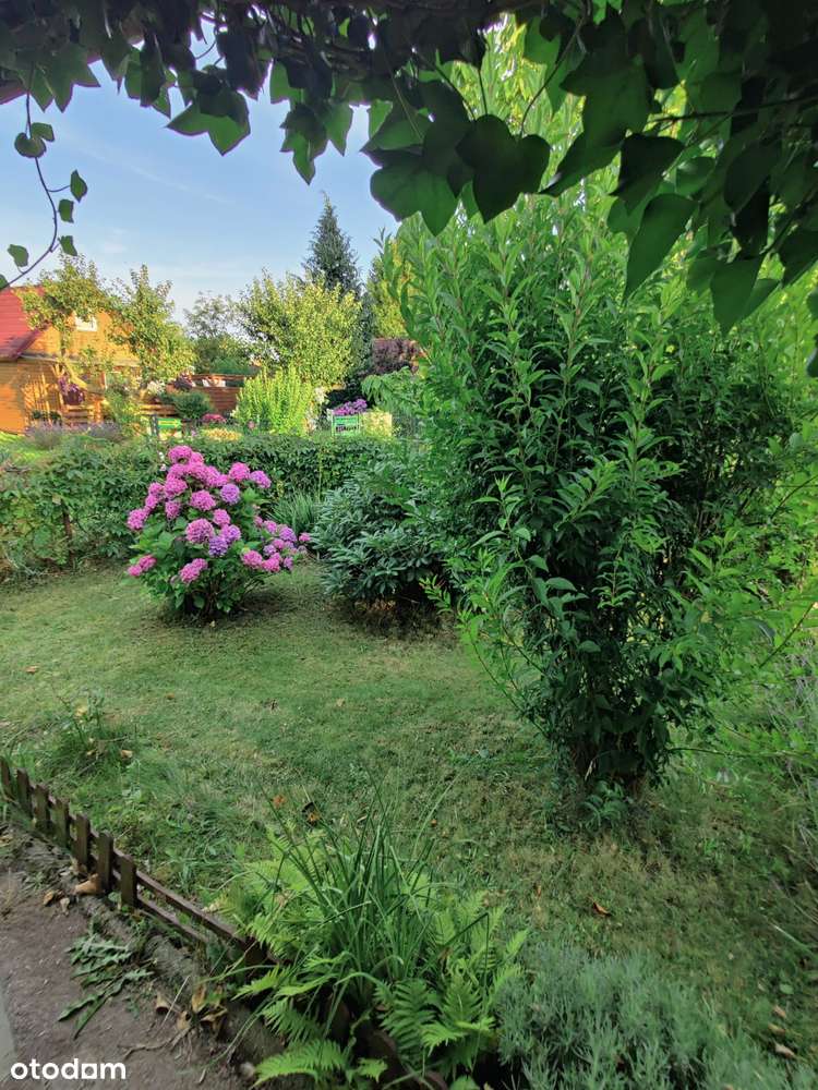 działka ROD „Kwiatkowskiego” w Gdyni – 290 m² z domkiem i nasadzeniami-8