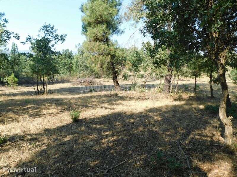 Terreno Rústico / Fundão, Capinha - Grande imagem: 4/8