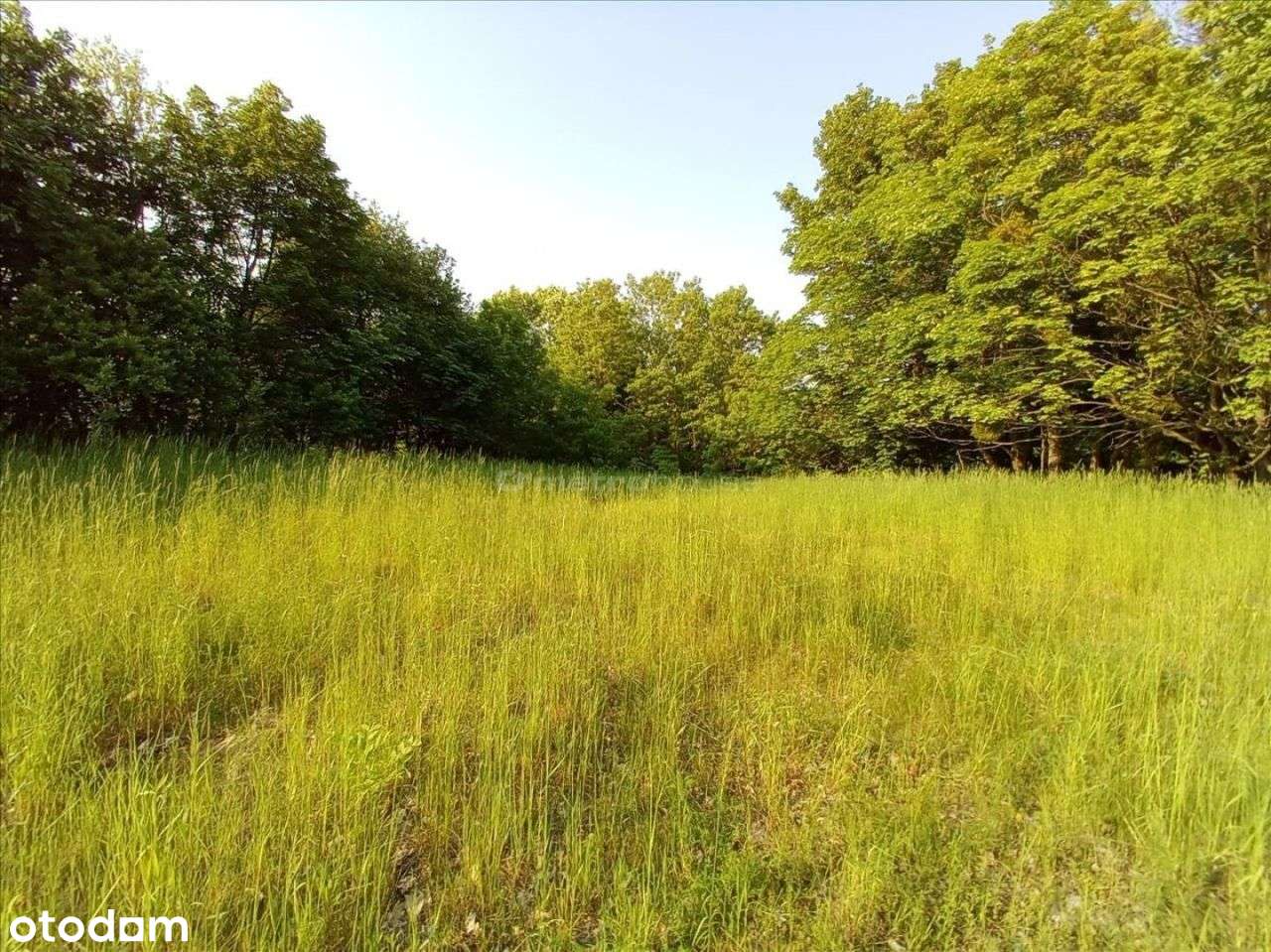 Działka w Zamku Bierzgłowskim 3229 m2 - Pełny obrazek: 2/3