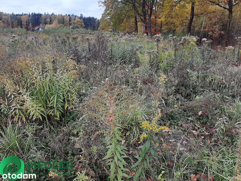 Działka w otulinie lasu-4