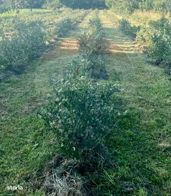 Teren 6,900mp Breb / Drumul Principal - Imagine principală: 3/6
