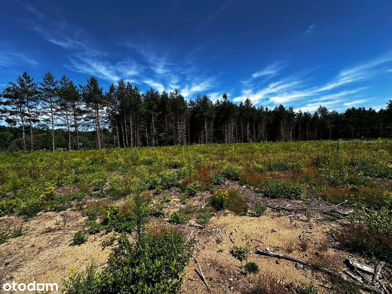Działki rekreacyjne nad jeziorem Ruskim k. Morąga - Pełny obrazek: 5/14