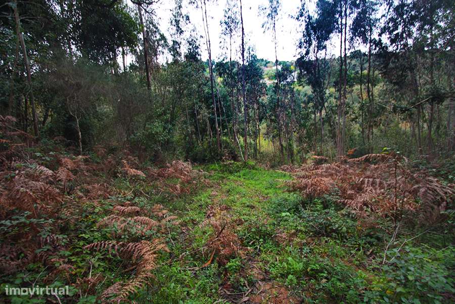 Grande propriedade, com floresta e 2 ruínas, Fraldeu, Óbidos-14