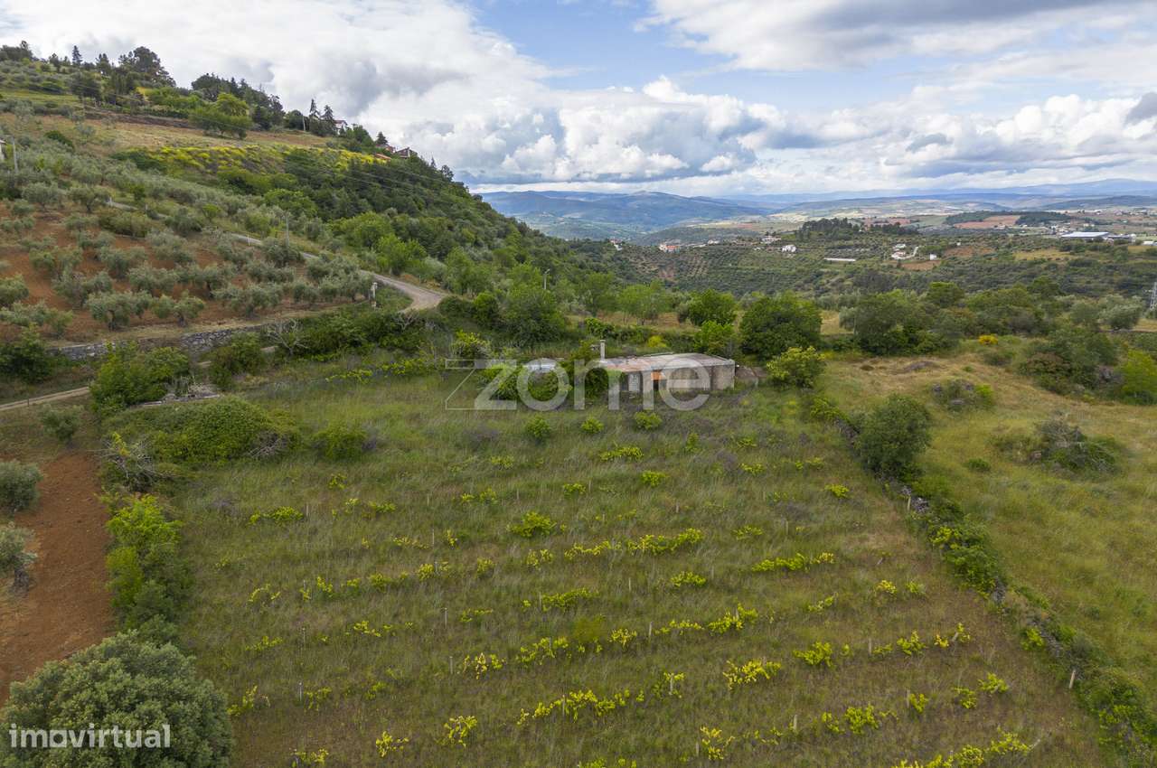 Terreno com olival, vinha e pastagem - Grande imagem: 4/33