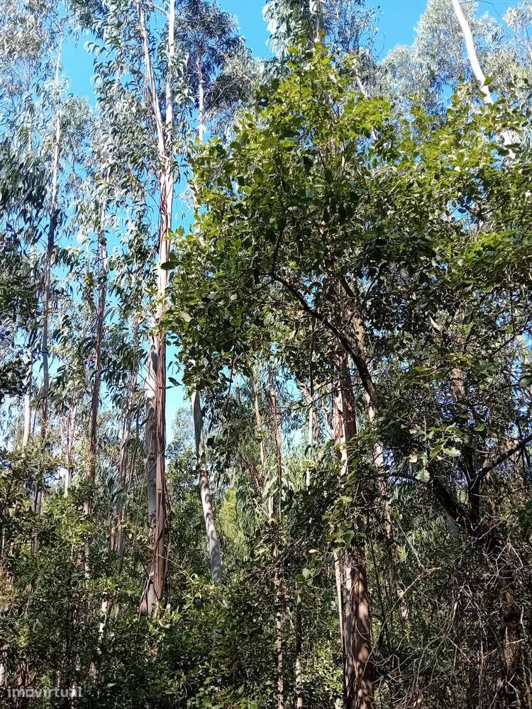 Terreno florestal com eucaliptos e pinheiros, com bons acessos-2