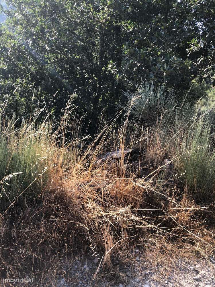 Excelente Quinta na Beira Alta com cerca de 2 Hectares-6