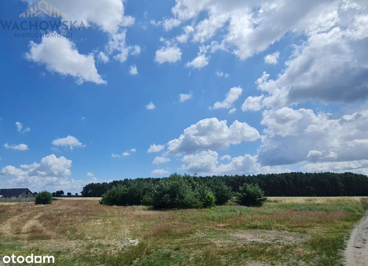 Działka 3053m2 - Głogusz gm. Sulechów - Pełny obrazek: 4/6