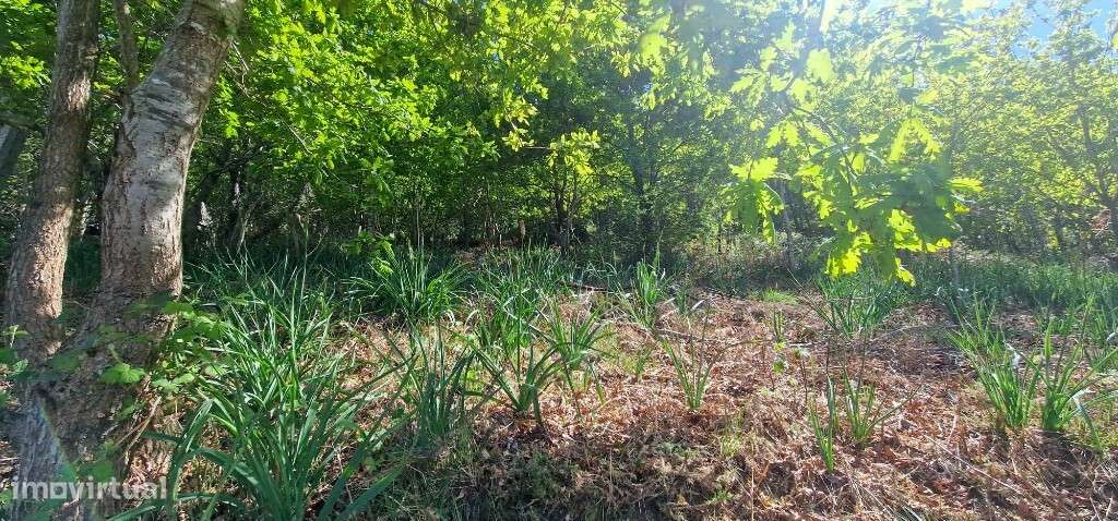 Terreno c/ projeto aprovado - Louredo-13