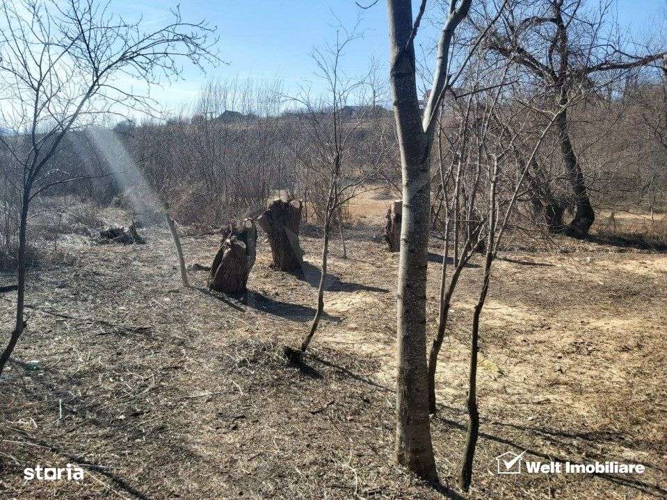 Teren intravilan, 1000 mp, Ciurila - Imagine principală: 5/6