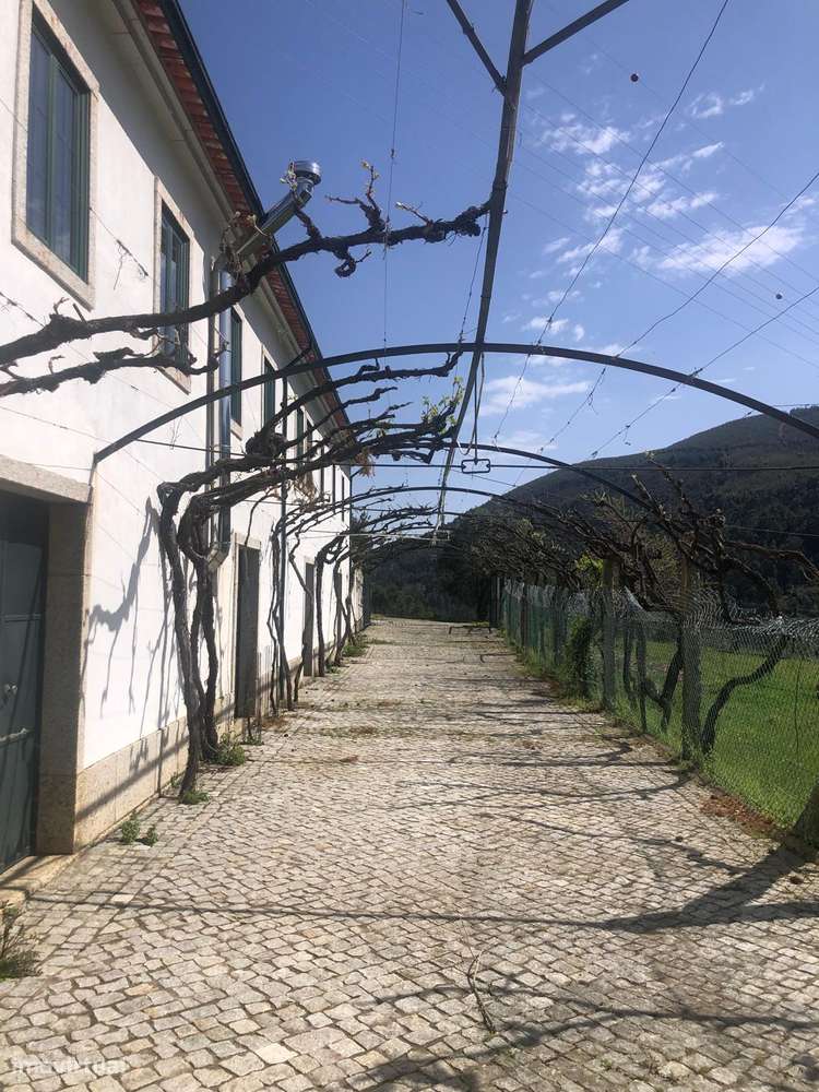 Quinta espetacular na região do vinho verde em plena produção-38