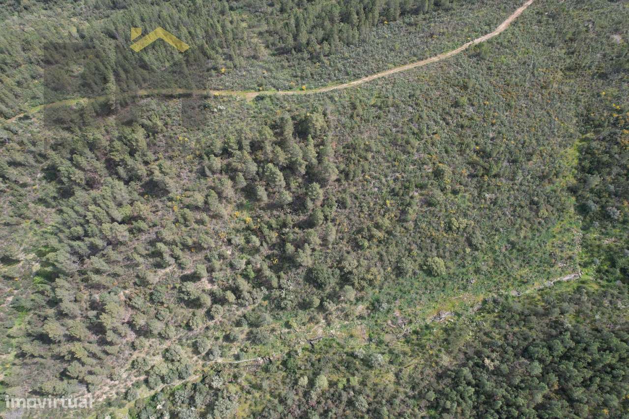 Terreno Rústico  Venda em Salgueiro do Campo,Castelo Branco - Grande imagem: 4/4