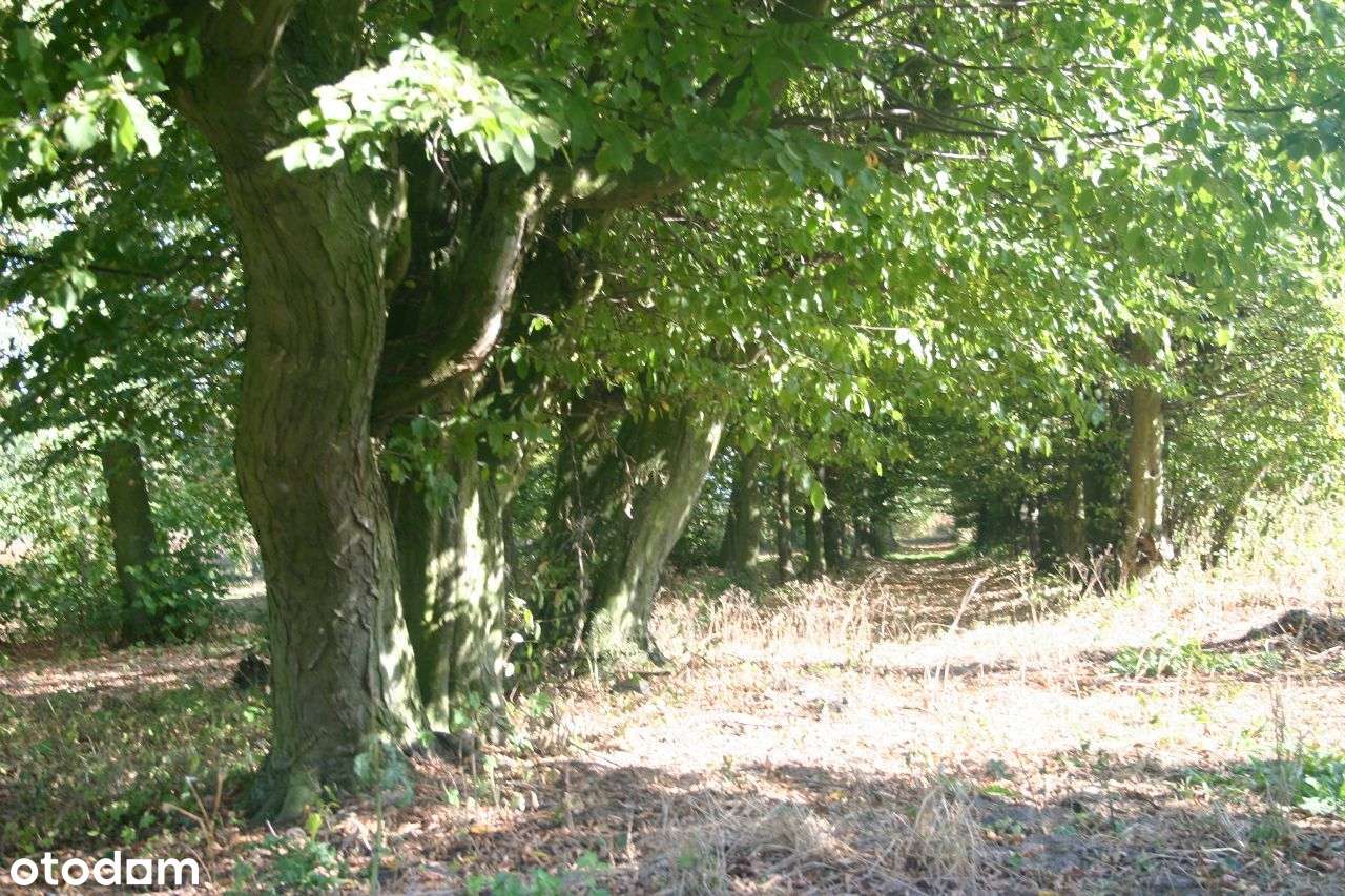 Kajew - obszar parku z warunkami zabudowy - Pełny obrazek: 5/13