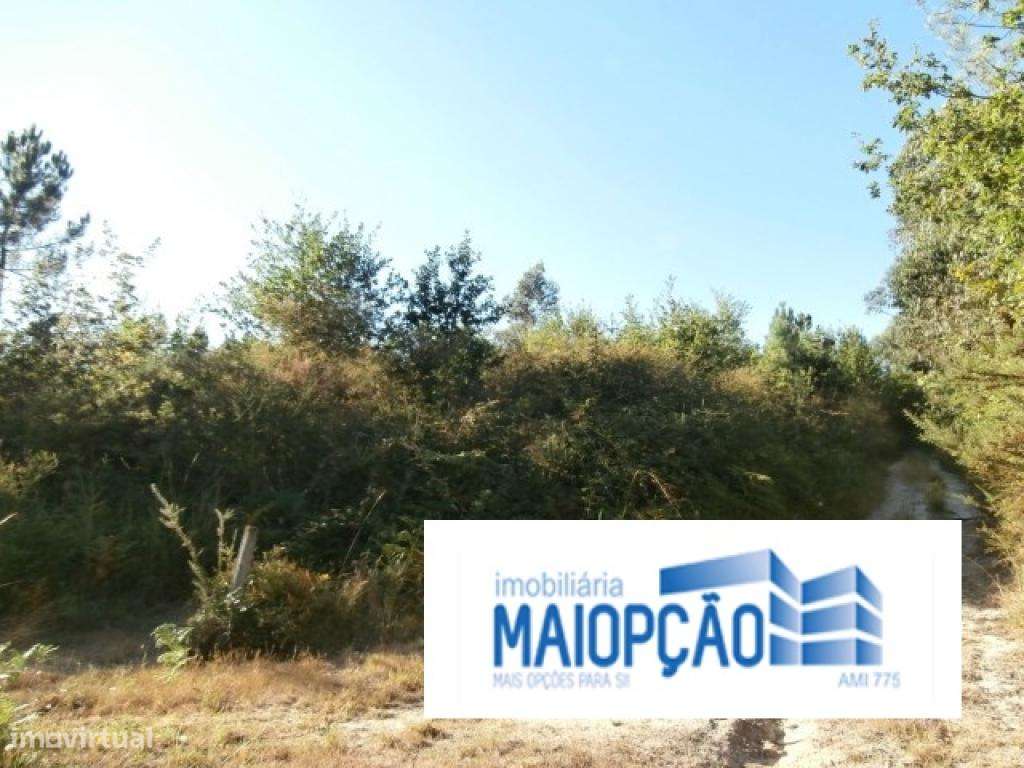 Terreno rústico de mato e pinhal - Grande imagem: 5/6