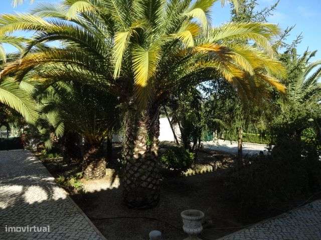 Quinta T/7 Cartaxo-27