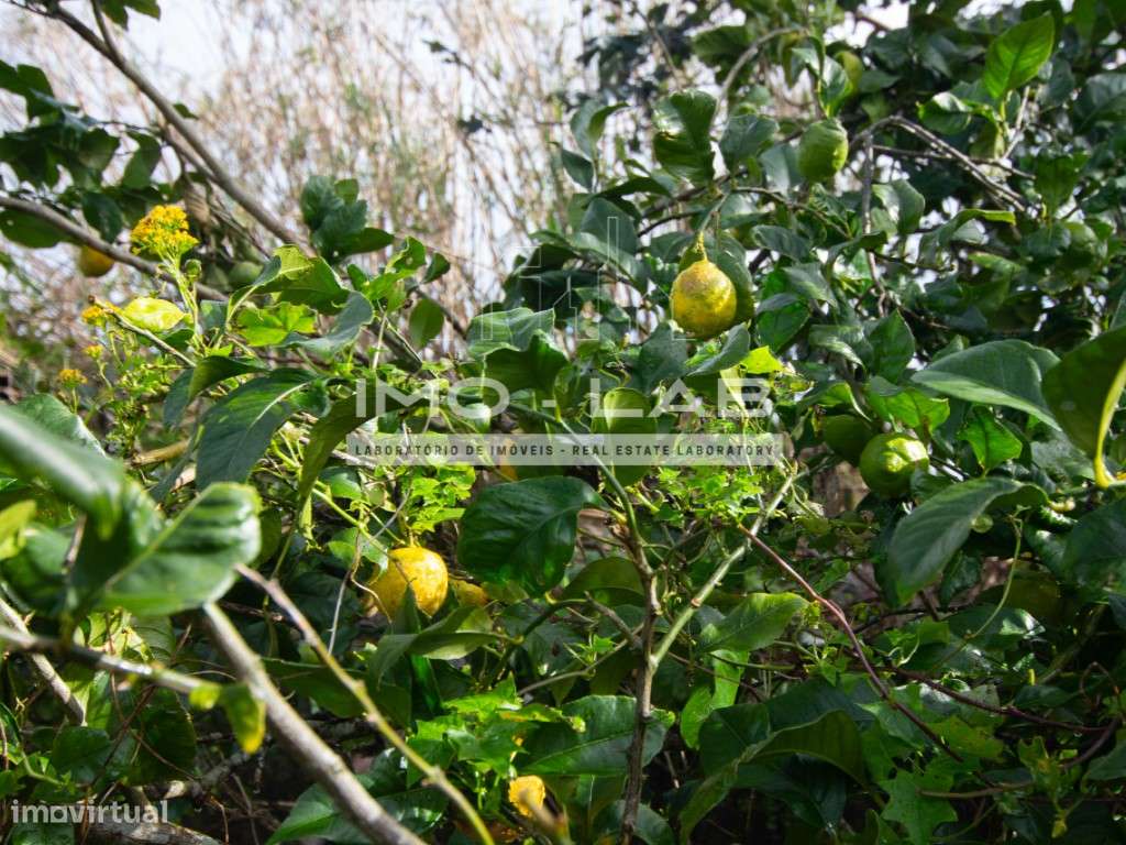 Moradia T2 - Santa - Porto Moniz-24