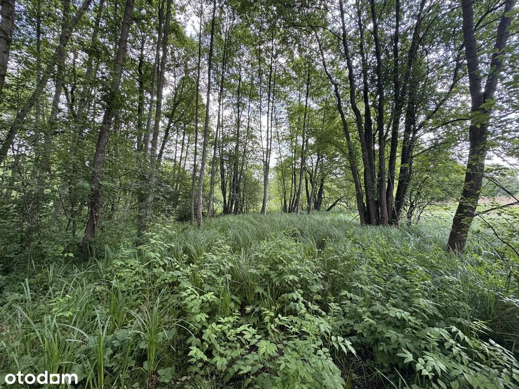 Działka z prywatnym laskiem-4