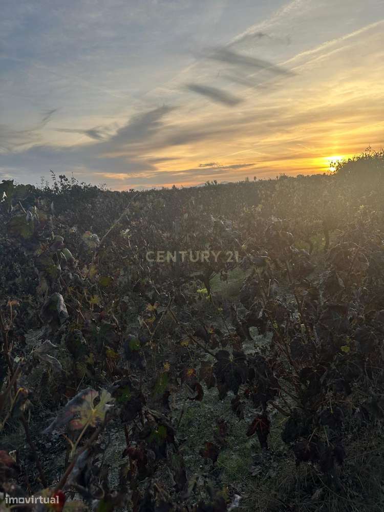 Terreno no Lau com vinhas certificadas - Grande imagem: 4/18