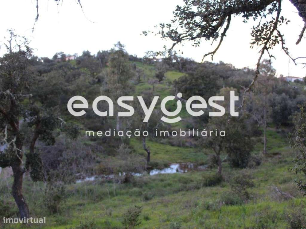 Terreno Rústico com 6.5ha em Montado de Sobreiro c/ eletricidade - Grande imagem: 5/14