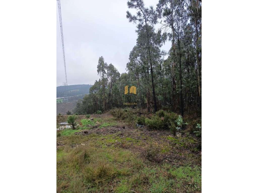 Terreno florestal em Balazar - Grande imagem: 5/8