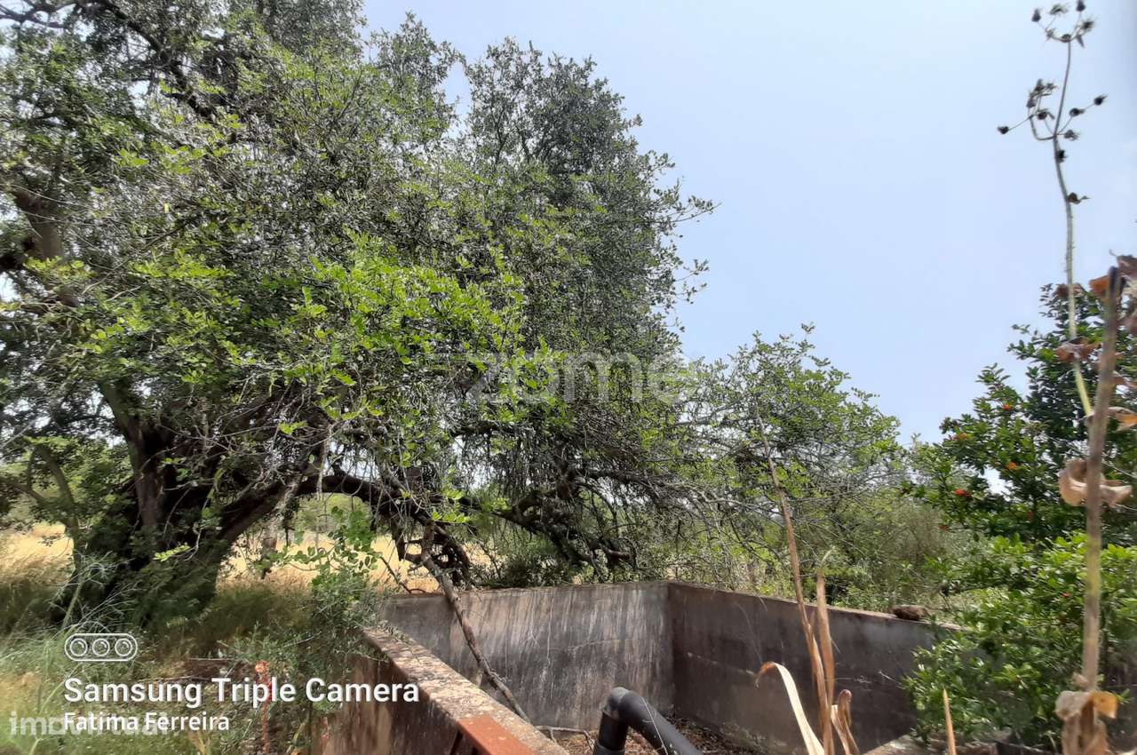 Moradia com terreno com 1ha - Grande imagem: 4/10