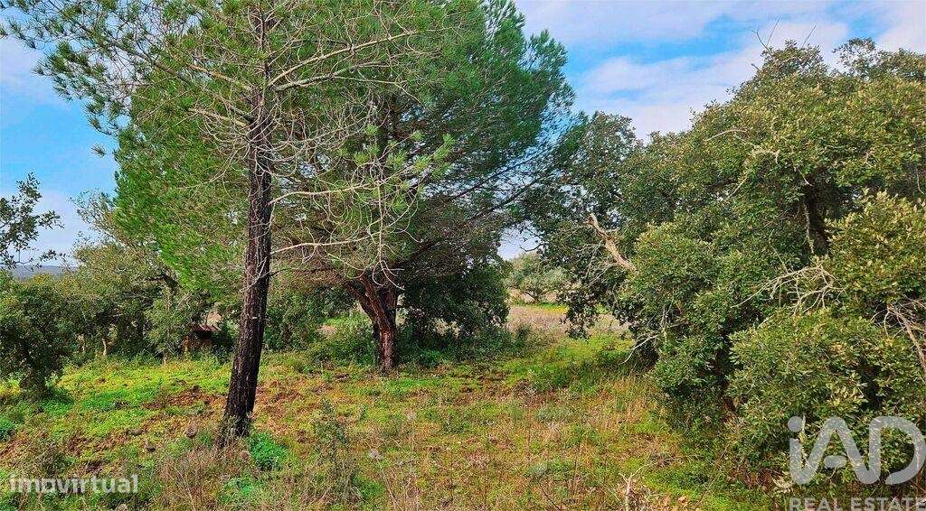 Terreno Agrícola em Bensafrim e Barão de São João - Grande imagem: 2/19