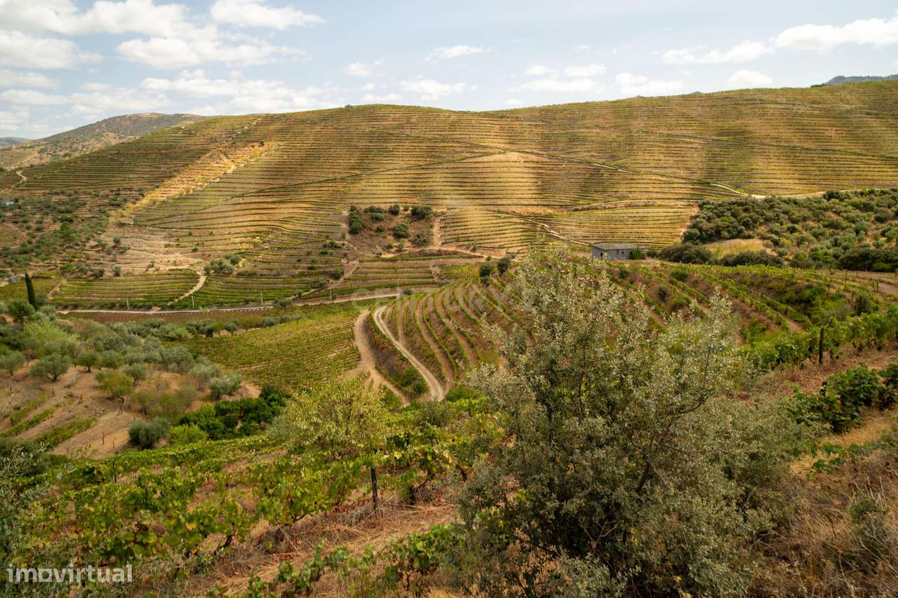 Farm with productive vineyard in the Douro Demarcated Region — São Joã-16