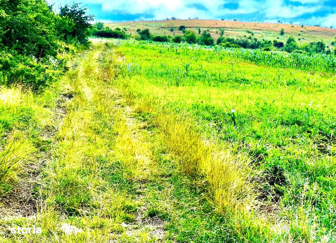 Teren la Soare zona Sigmirului ! - Imagine principală: 2/13