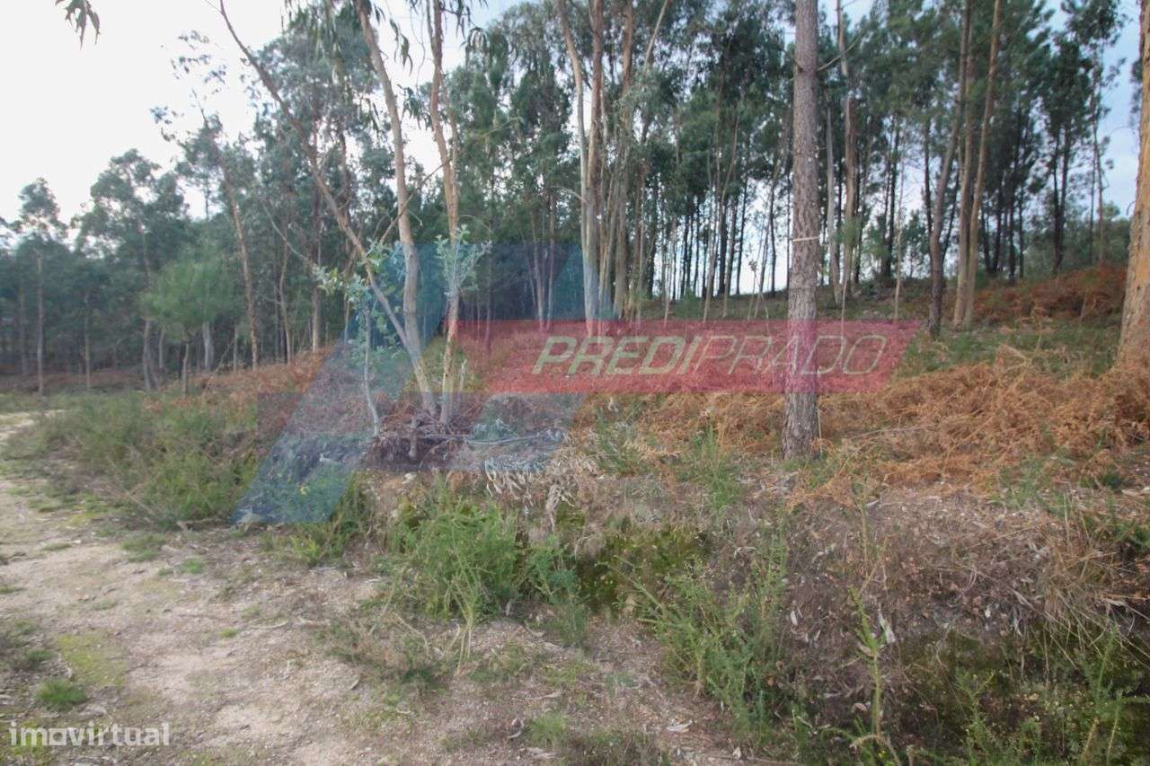 Bouça na zona de Vila Verde! - Grande imagem: 4/6