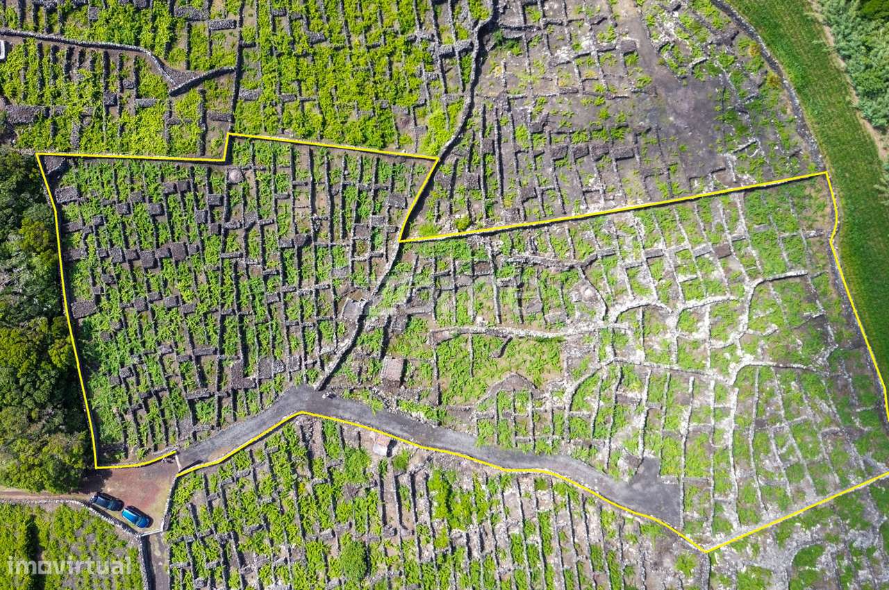 Terreno Rústico com vinha na Madalena, na Ilha do Pico - Grande imagem: 3/26