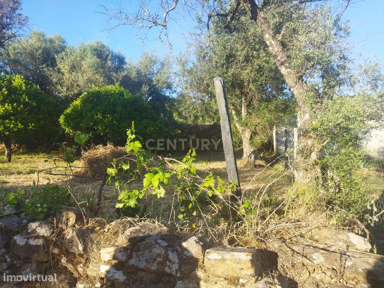 Terreno rústico | São Vicente da Beira, Castelo Branco - Grande imagem: 2/19