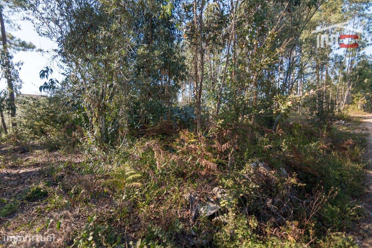 TERRENO RÚSTICO COM PINHAL, EUCALIPTOS E OLIVAL - Grande imagem: 5/9