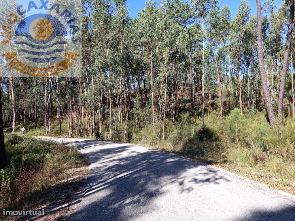 Terreno com pinhal e eucaliptos! - Grande imagem: 2/4