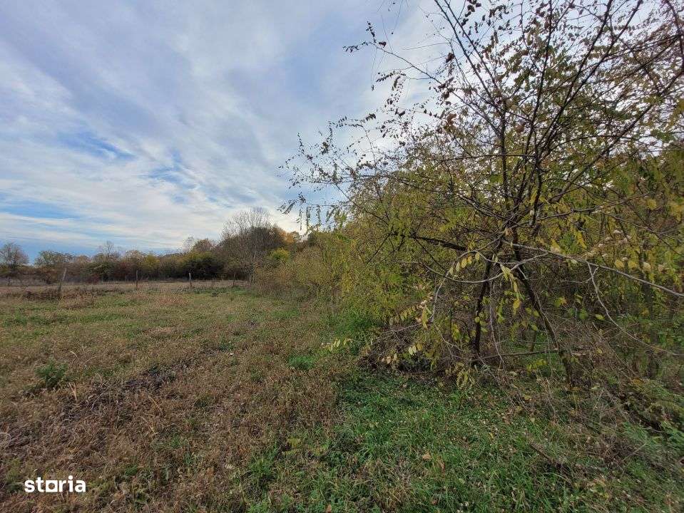 Vanzare teren intravilan, 4967  mp, utilitati, sat Rasova, Balesti.-8