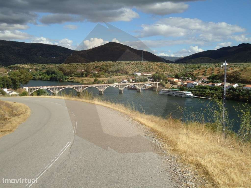 QUINTA COM VINHA - FIGUEIRA DE CASTELO RODRIGO-9