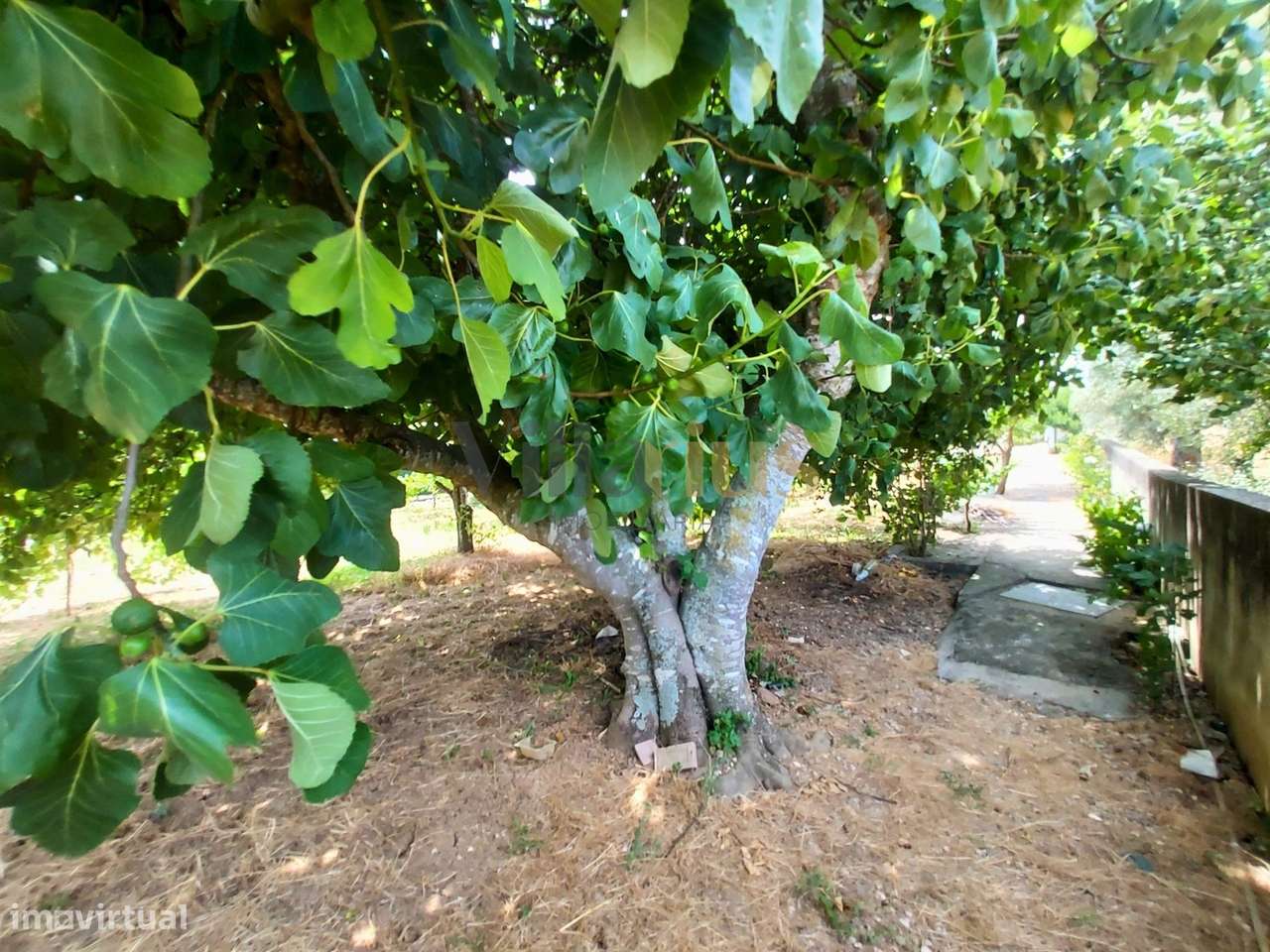 Moradia T2 com Piscina, Pomar e Garagens Duplas a 5 Minutos de Tomar |-12