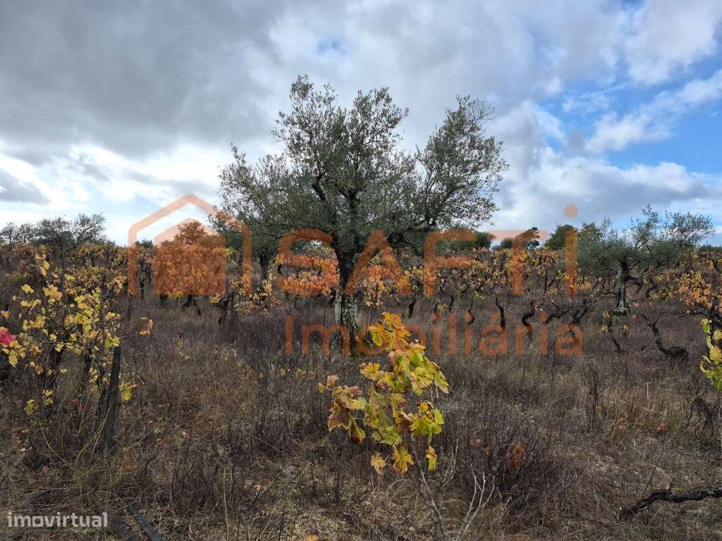 Terreno à venda em Prados - Pinhel-5