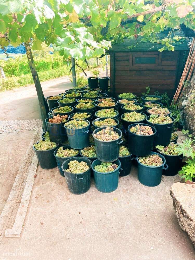 Quinta com 5250 m² & Moradia T1 em Pedra – Baião-19