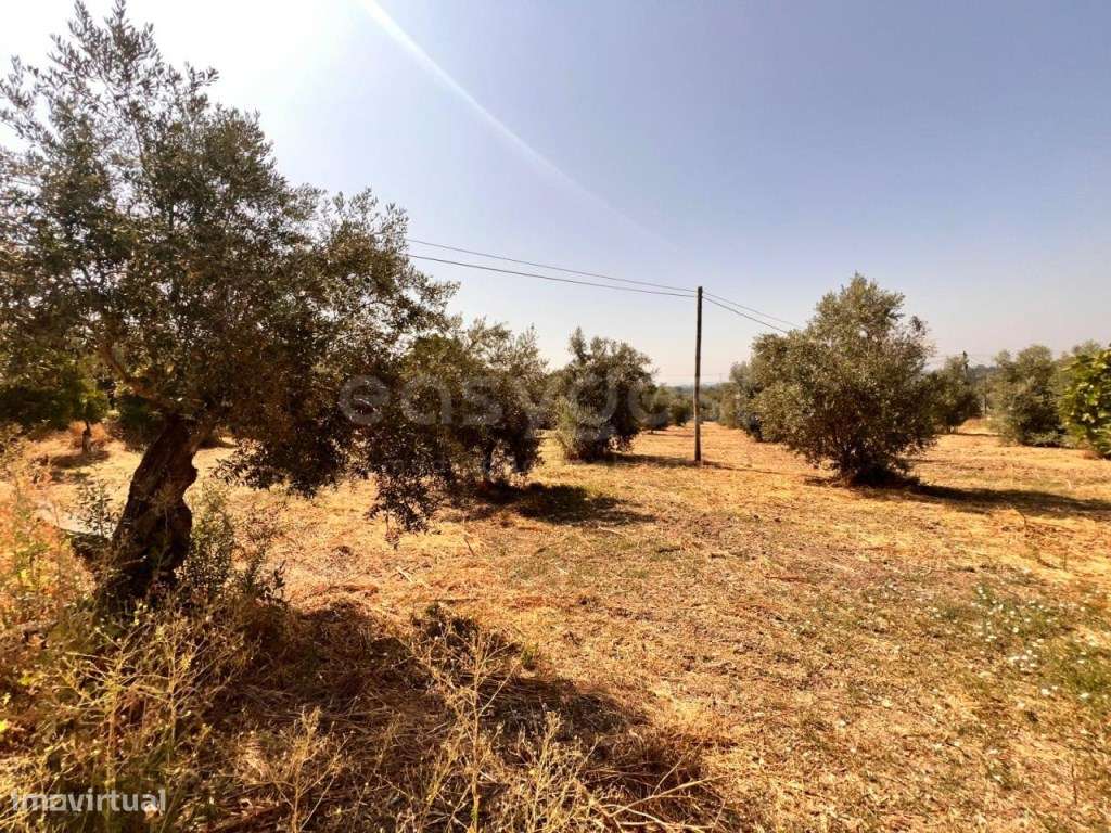 Terreno com possibilidade de construção perto do Entroncamento - Grande imagem: 4/10