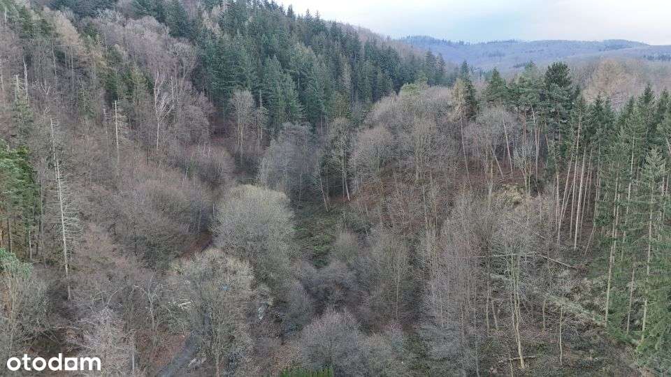 Zadrzewiona działka budowlana w Bardzie - Pełny obrazek: 4/6
