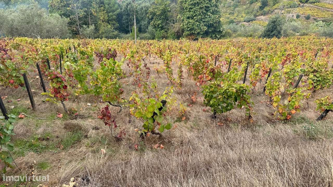 Quinta do Prado em Moura Morta, Régua-5