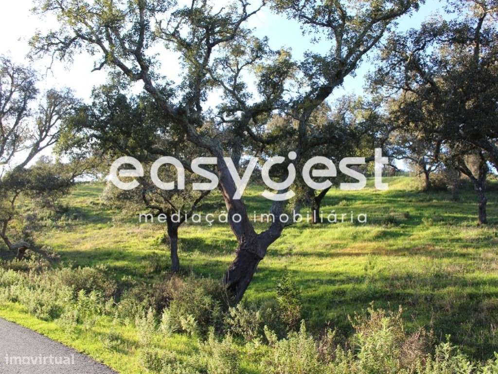Terreno Rústico com 6.5ha em Montado de Sobreiro c/ eletricidade - Grande imagem: 1/14