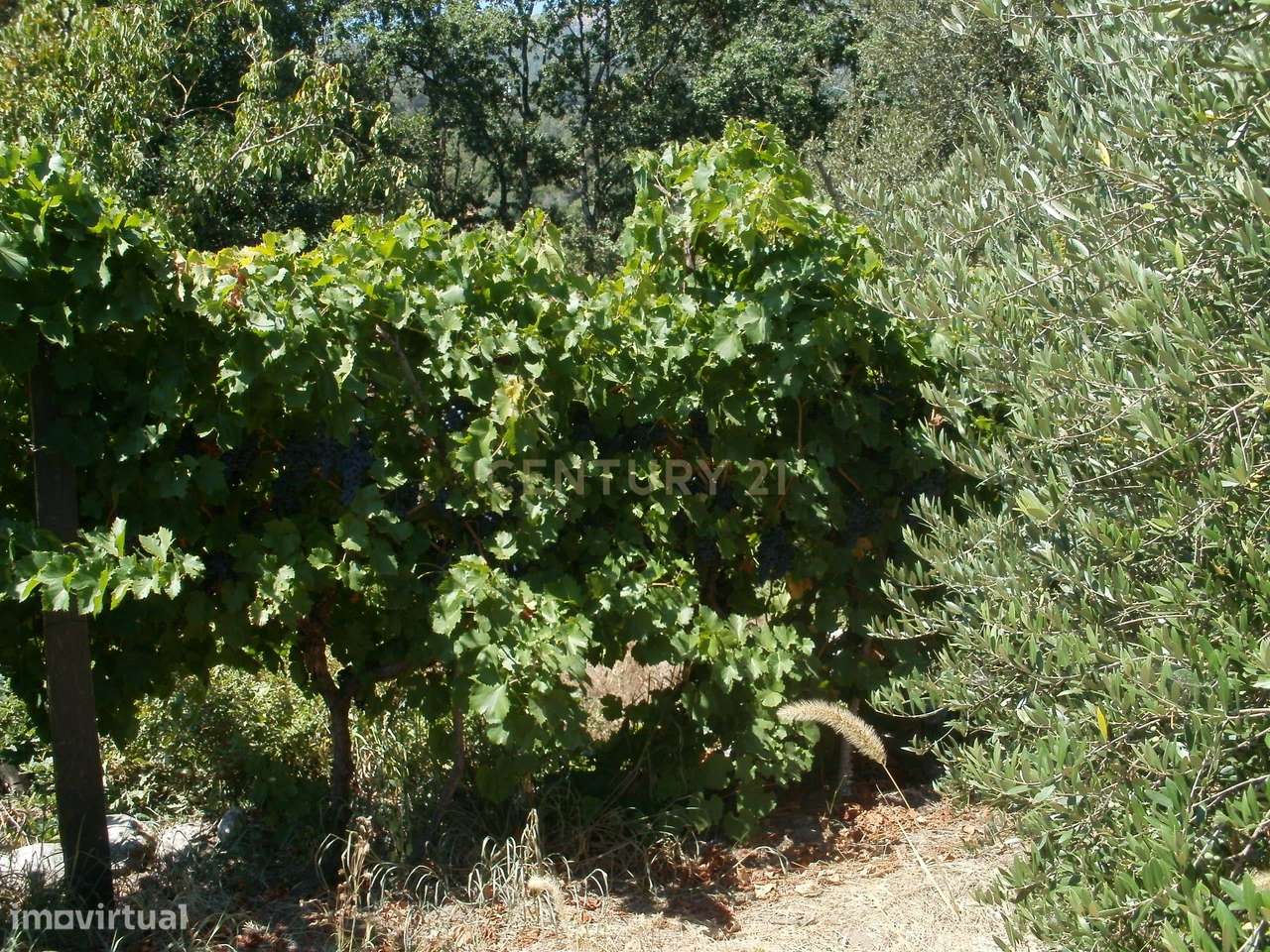 Terreno agricola em Tondela-3
