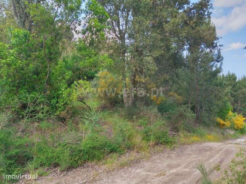 Terreno / Baião, Santa Cruz do Douro e São Tomé de Covelas - Grande imagem: 3/4