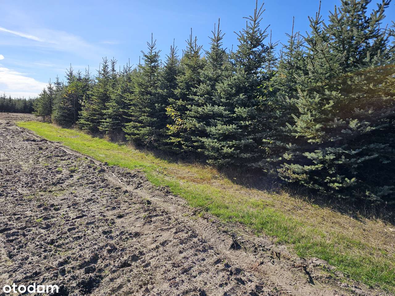 Działki Radomsko/Wierzbica, 2km A1. - Pełny obrazek: 5/14